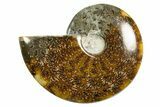 Polished Ammonite (Cleoniceras) Fossil - Madagascar #339213-1